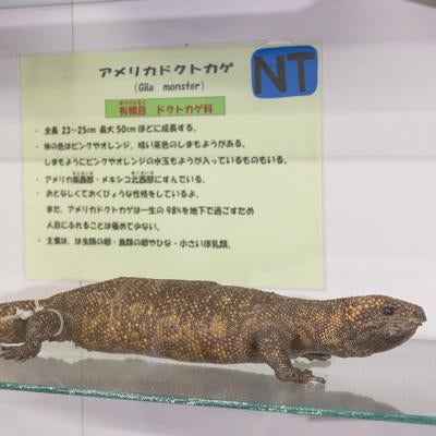 毒を持つ希少種アメリカドクトカゲの剥製の写真
