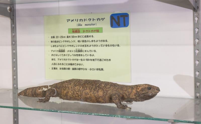 毒を持つ希少種アメリカドクトカゲの剥製