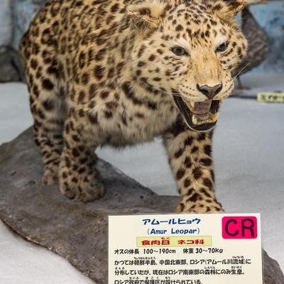 絶滅危惧種アムールヒョウの剥製の写真
