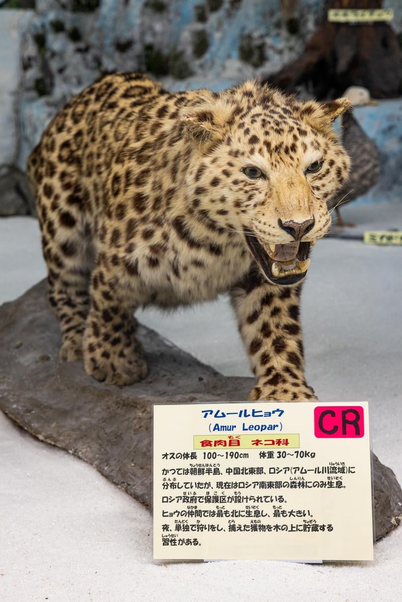 「絶滅危惧種アムールヒョウの剥製」の写真