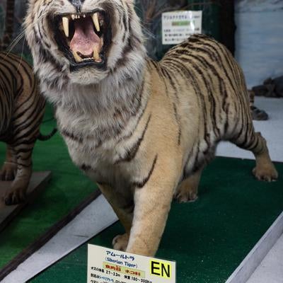 展示で見るアムールトラのリアルの剥製の写真