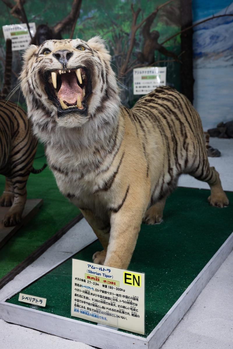 展示で見るアムールトラのリアルの剥製の写真