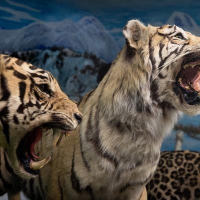 威嚇ポーズが魅せるアムールトラの剥製の写真