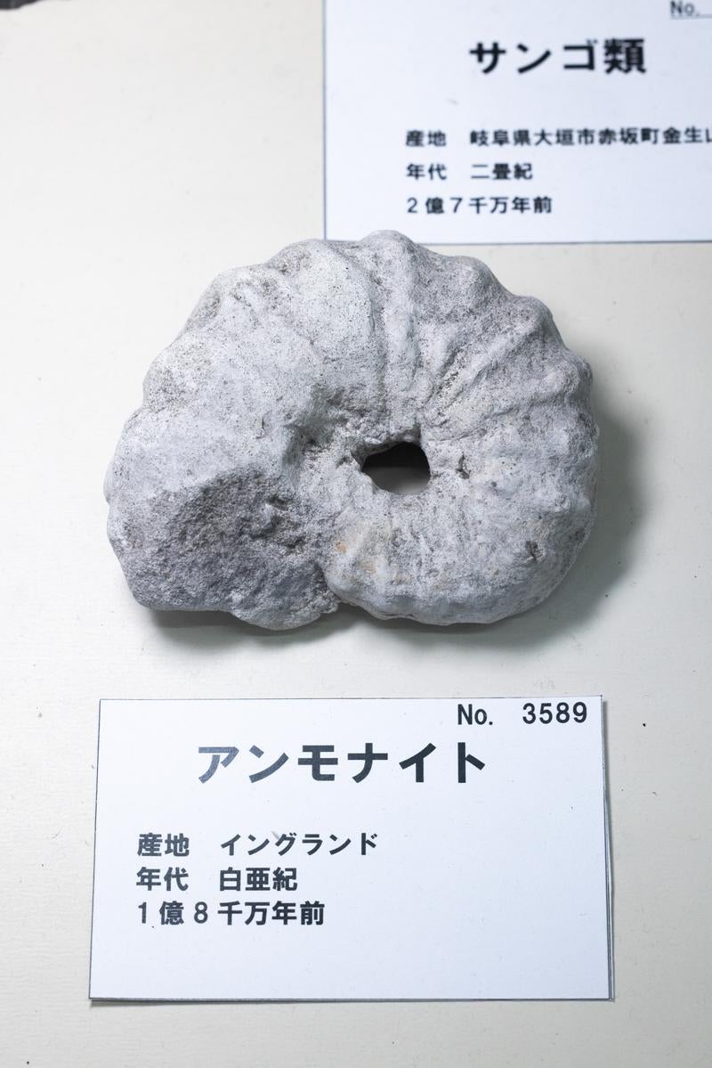 太古の時を刻む渦巻模様のアンモナイト化石の写真