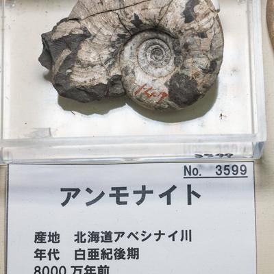 白亜紀から現代に残されたアンモナイトの化石の写真