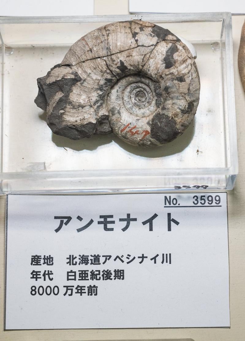 「白亜紀から現代に残されたアンモナイトの化石」の写真