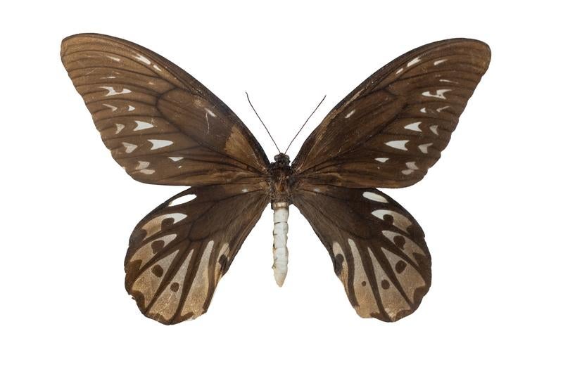 キマエラトリバネアゲハ　♂ 西イリアン産 O_paradesia.JPG