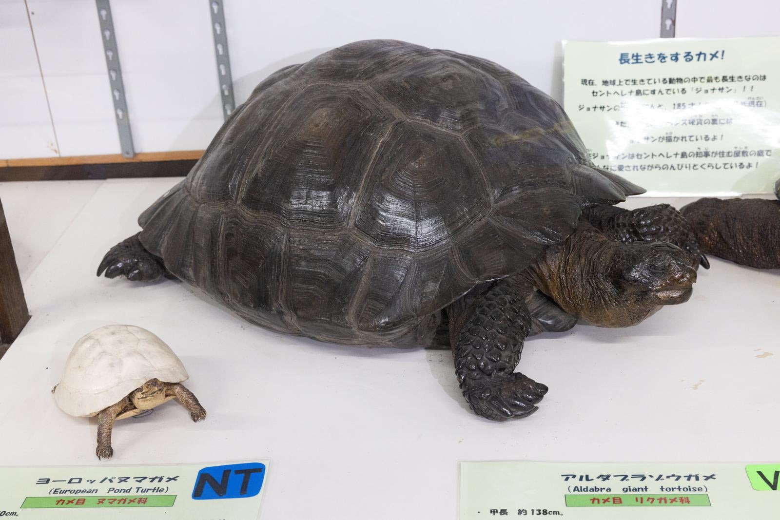 「アルダブラゾウガメとヨーロッパヌマガメの剥製」の写真