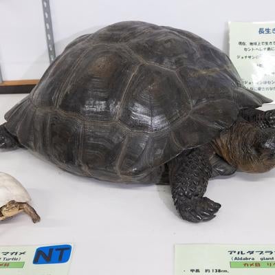 アルダブラゾウガメとヨーロッパヌマガメの剥製の写真