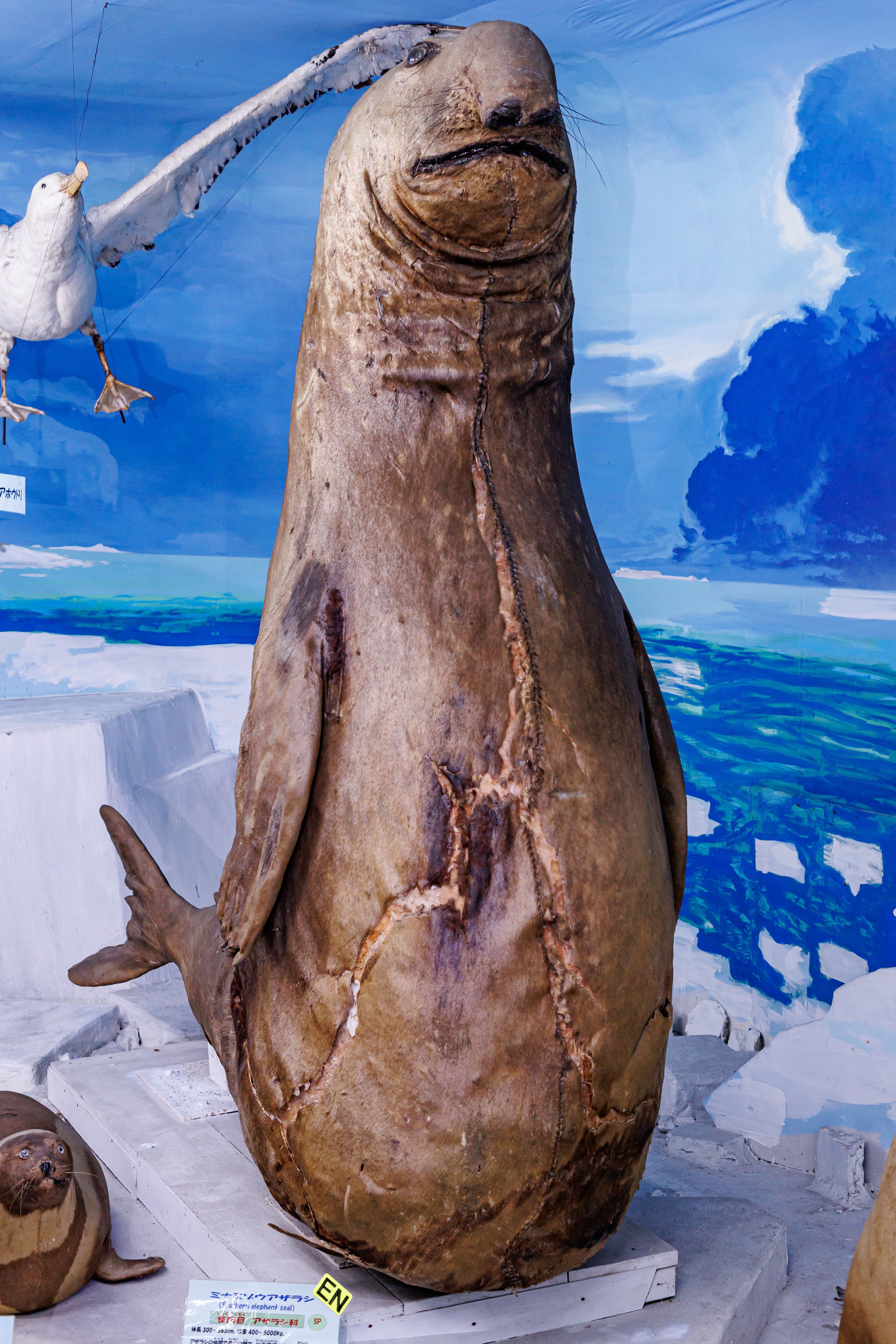 husigikann_azarasi.jpg?&download=1