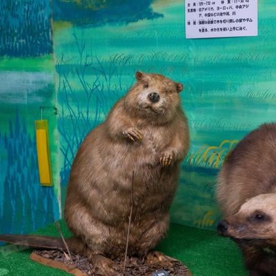 水辺の風景と調和するビーバーの剥製の写真