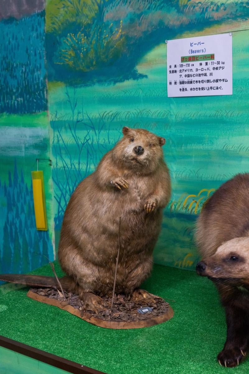 水辺の風景と調和するビーバーの剥製の写真