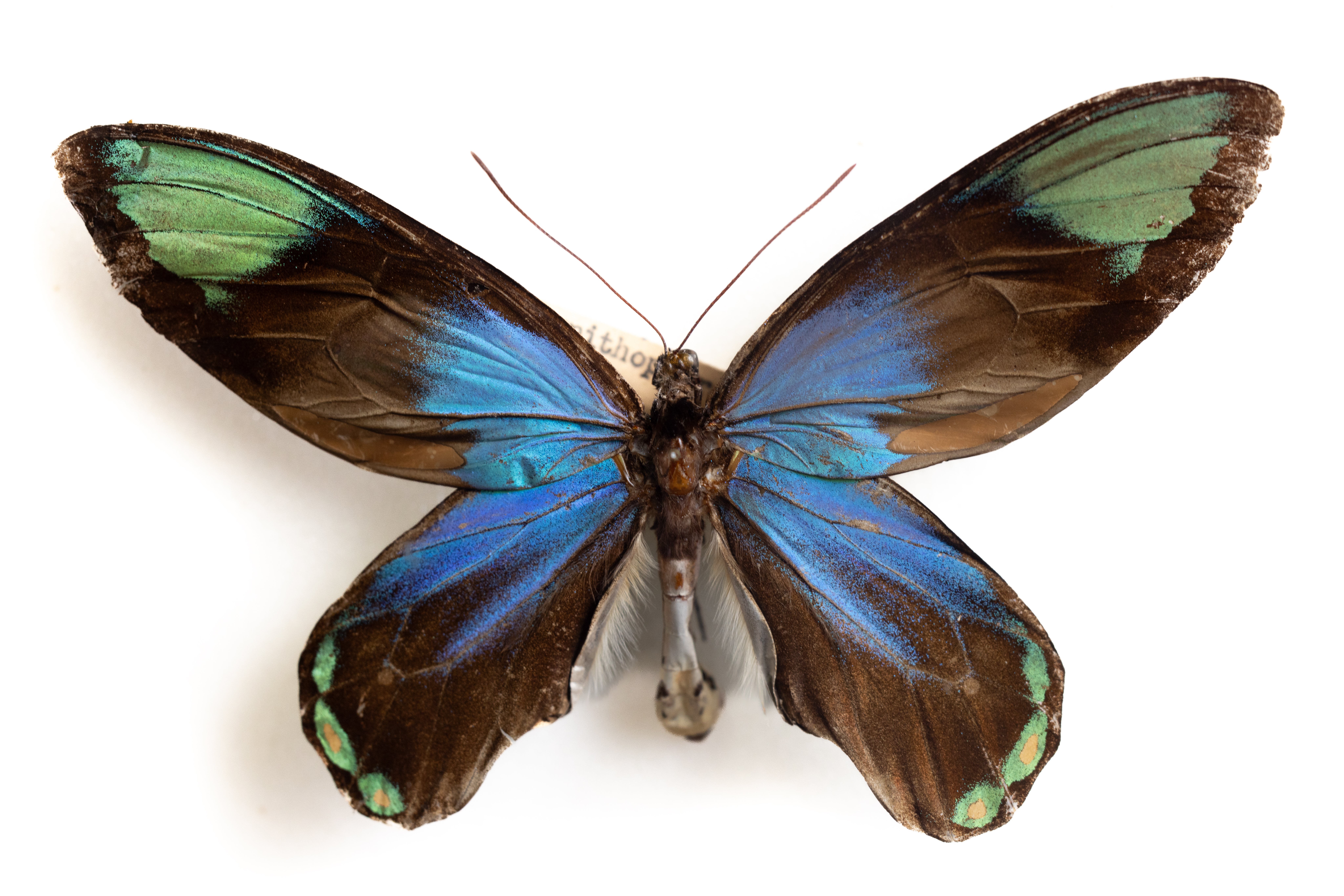 テングアゲハ♂♀標本 ★北ベトナム産★69/80mm 美麗標本 人気エリア テングアゲハ♂♀標本 ☆北ベトナム産☆69/80mm 美麗標本 人気