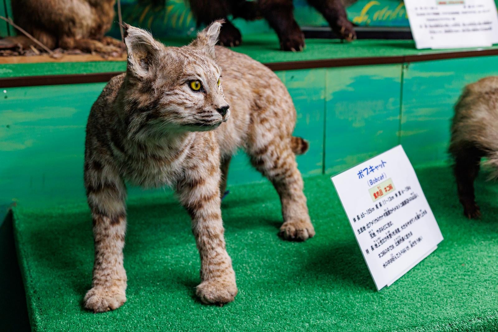 「鋭い黄色の眼と短い尾のボブキャットの剥製」の写真