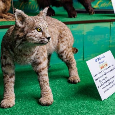 鋭い黄色の眼と短い尾のボブキャットの剥製の写真