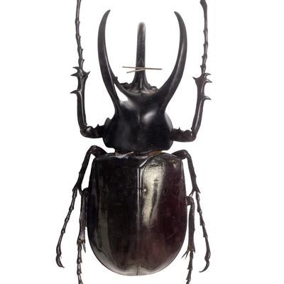 三又の角が象徴するボルネオオオカブト（ボルネオ）オスの標本の写真