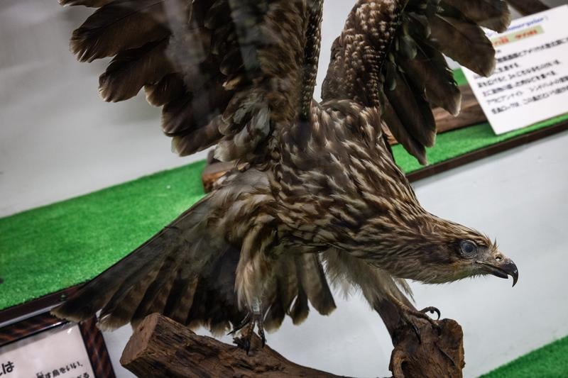 翼を広げた迫力あるガラパゴスノスリの剥製の写真