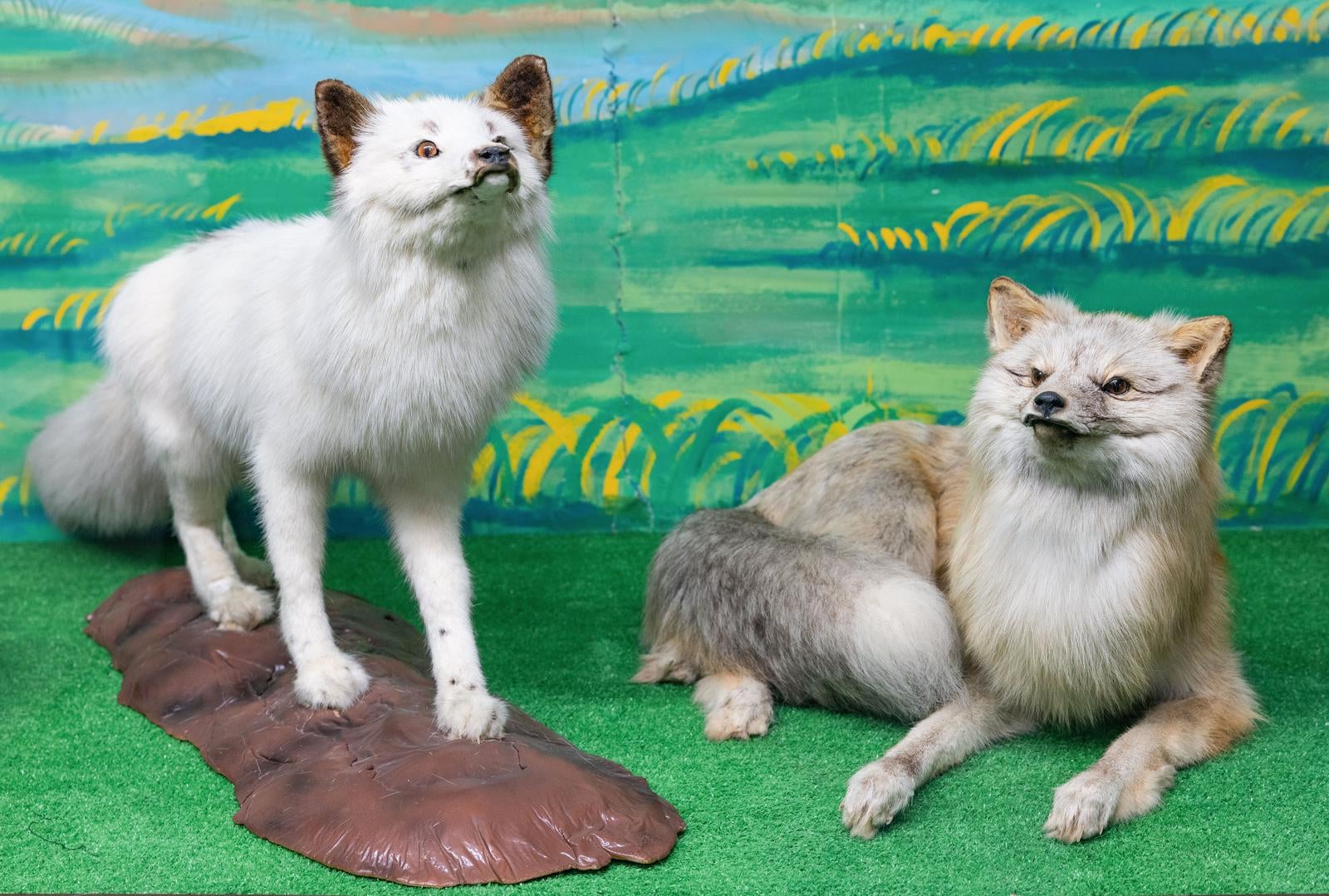 「ギンギツネの剥製」の写真