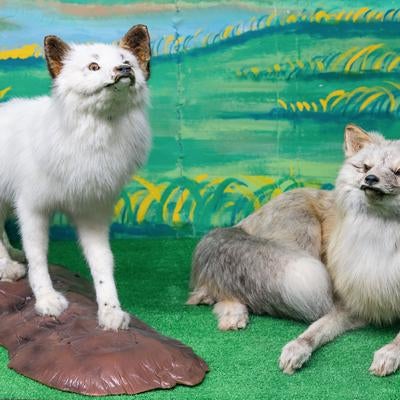 ギンギツネの剥製の写真
