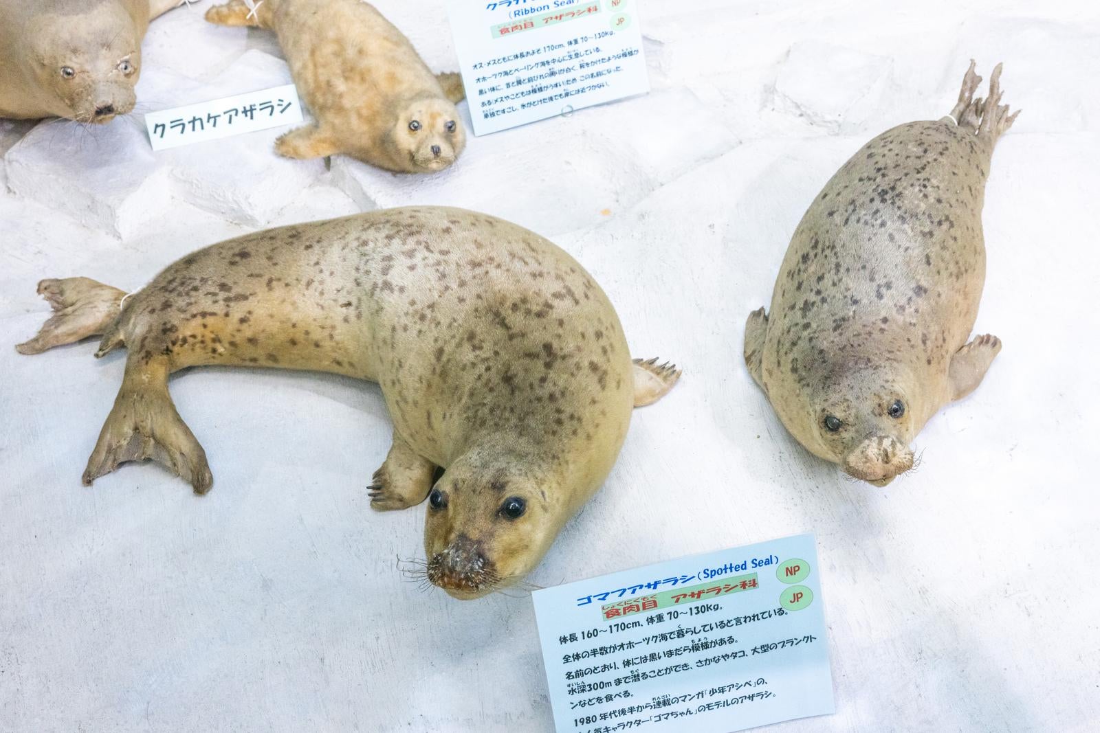 「ゴマフアザラシの斑点模様が映えるリアルな剥製」の写真