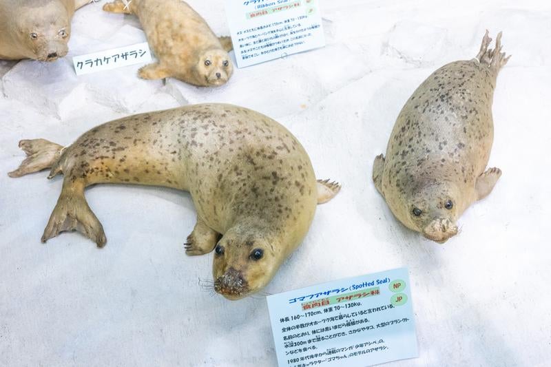 ゴマフアザラシの斑点模様が映えるリアルな剥製の写真