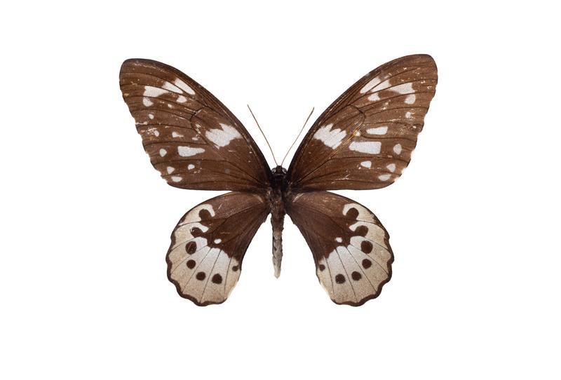 西イリアン産のゴライアストリバネアゲハのオスの標本の無料の写真素材