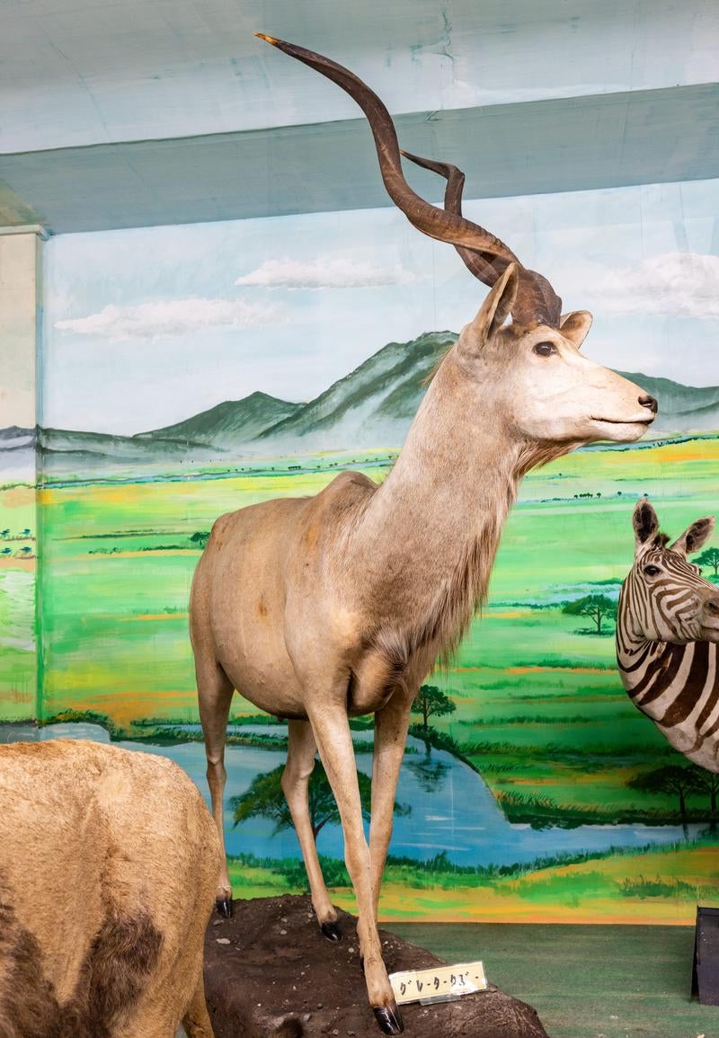 「グレータークーズーの剥製」の写真