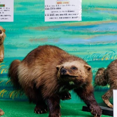 野生での力強さを感じさせるグズリの剥製の写真