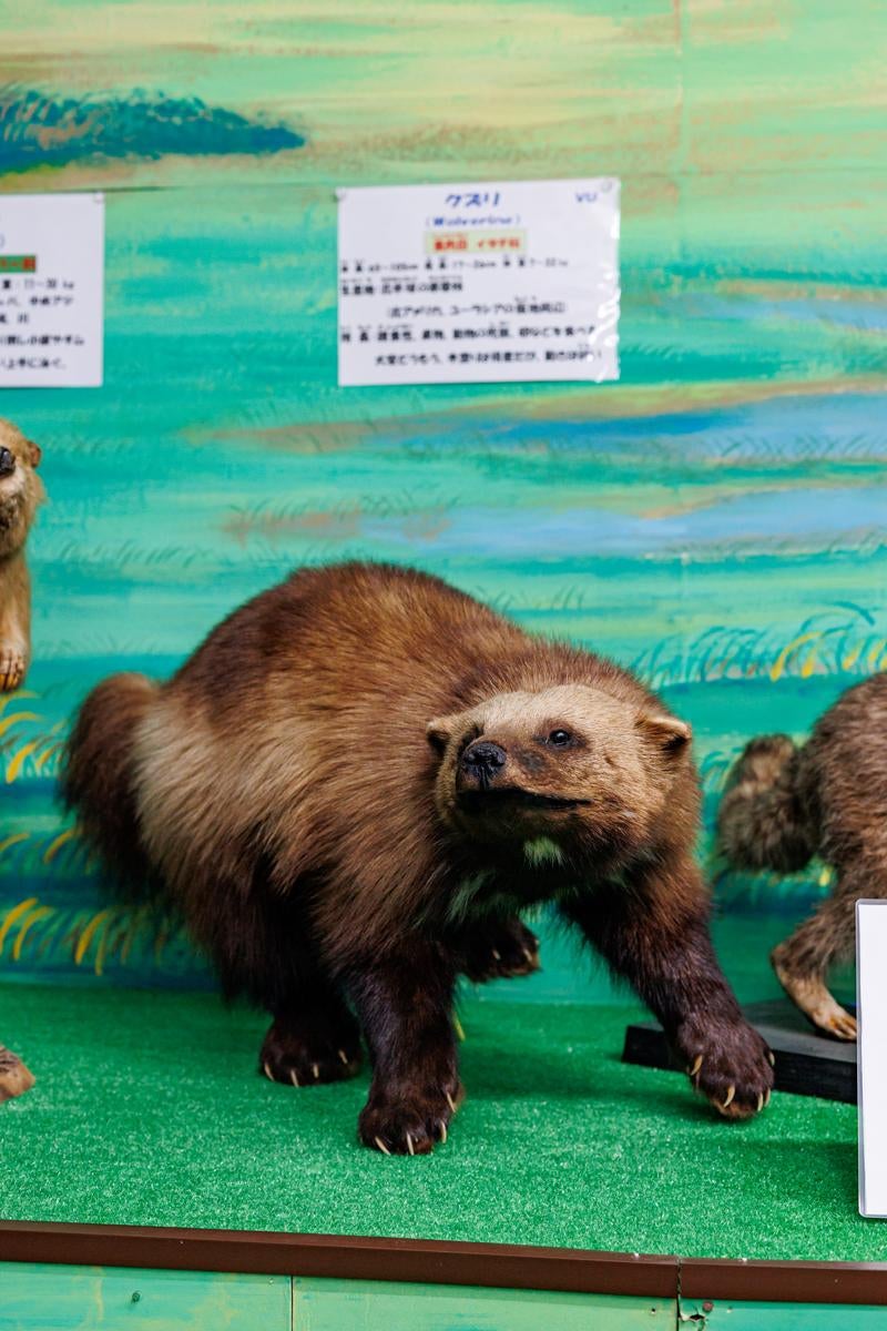 「野生での力強さを感じさせるグズリの剥製」の写真