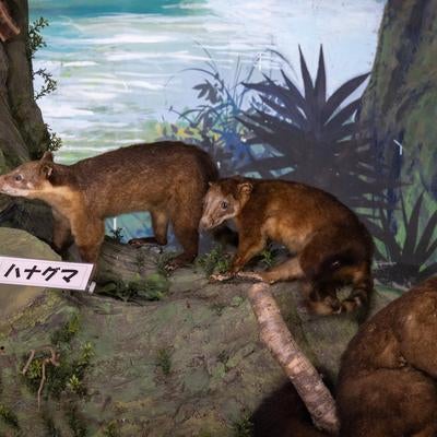 ハナグマの生態をリアルに再現した剥製の写真