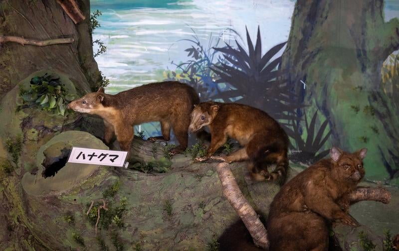ハナグマの生態をリアルに再現した剥製の写真