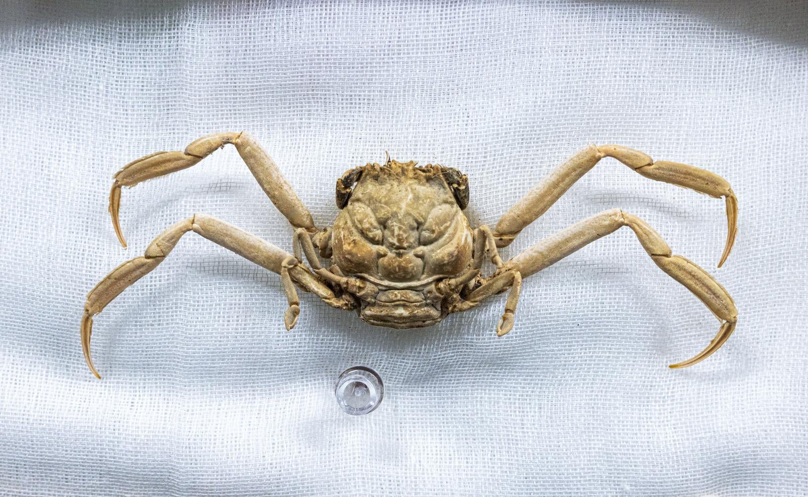 「平家ガニの剥製」の写真