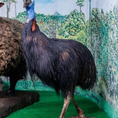 ヒクイドリの剥製展示の写真