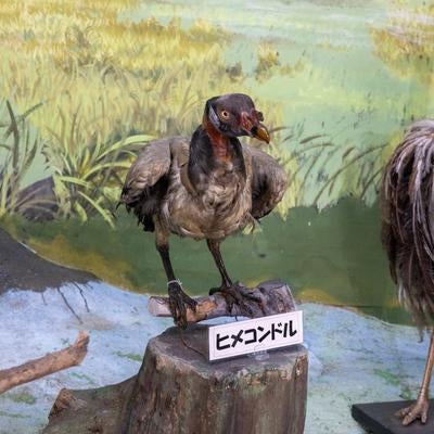 赤い顔が目を引くヒメコンドルの剥製の写真