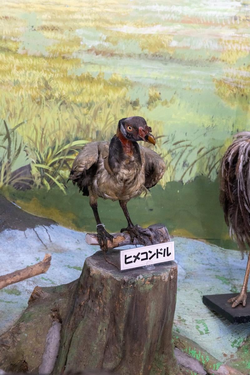 赤い顔が目を引くヒメコンドルの剥製の写真