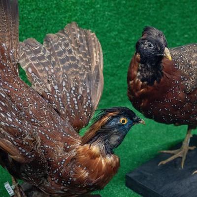 展示された2羽のヒオドシジュウケイの剥製の写真
