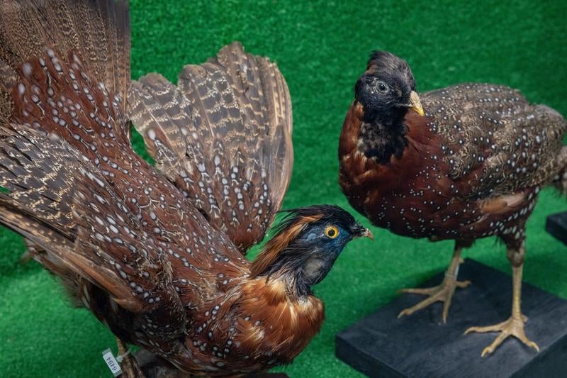 展示された2羽のヒオドシジュウケイの剥製の写真