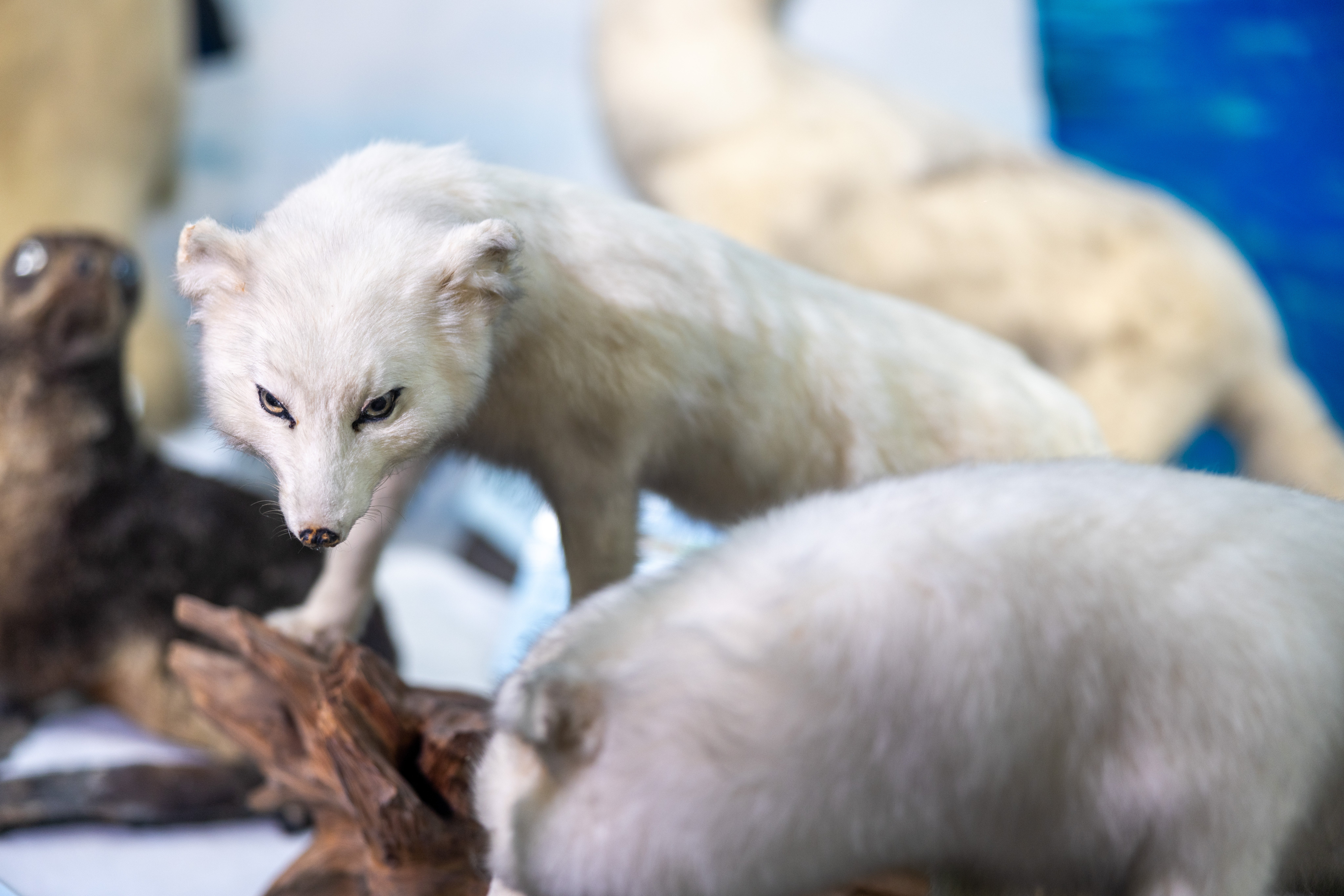 husigikann_hokkyokugitune.jpg?