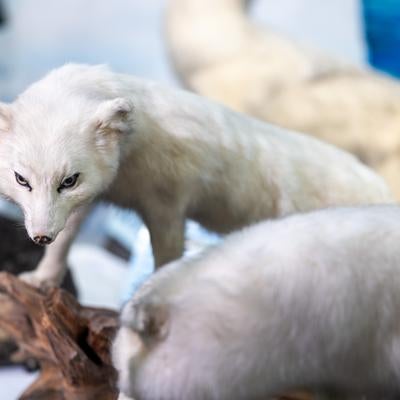 ホッキョクギツネの厚い毛並みの写真