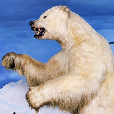 立ち上がった姿勢で牙をむき出しにするホッキョクグマの剥製の写真