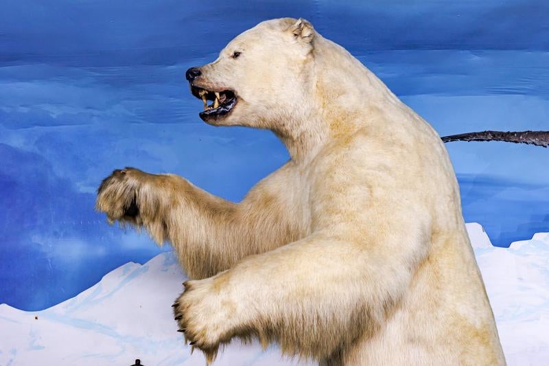 立ち上がった姿勢で牙をむき出しにするホッキョクグマの剥製の写真