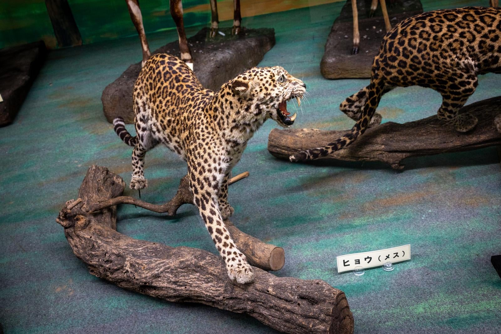 「威嚇するヒョウのメスの剥製」の写真