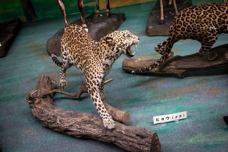 威嚇するヒョウのメスの剥製の写真