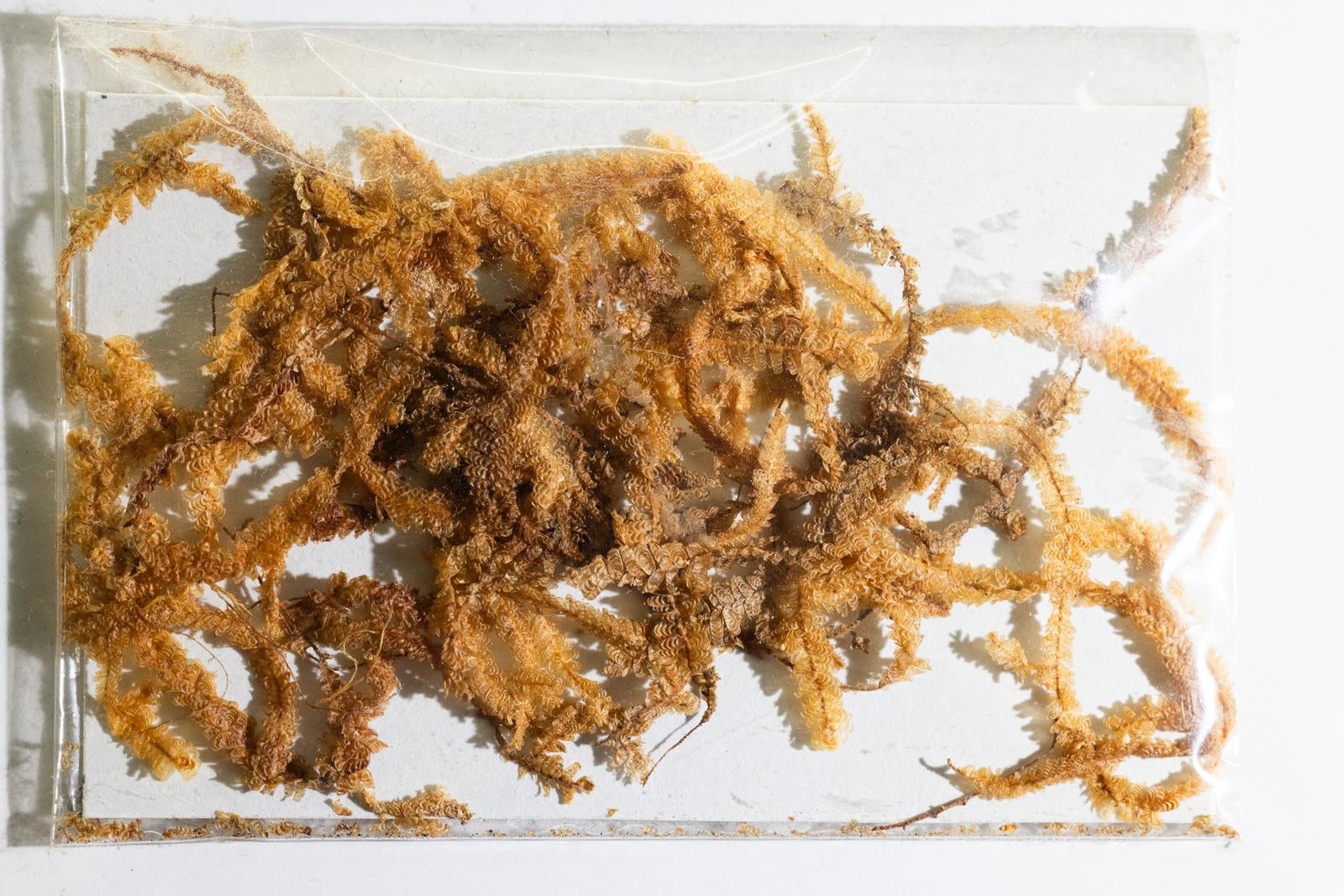 「イギカヤゴケと呼ばれるコケ植物の標本」の写真