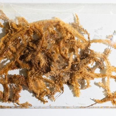 イギカヤゴケと呼ばれるコケ植物の標本の写真