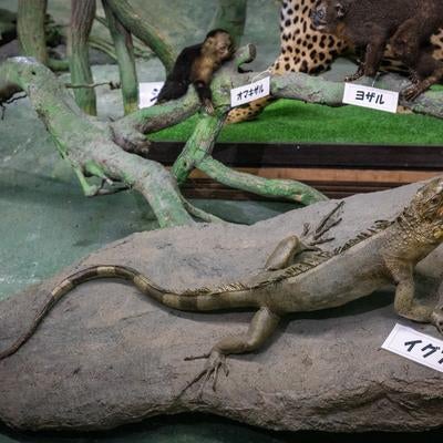 岩の上で堂々とした姿を見せるイグアナの剥製の写真