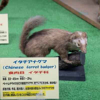 イタチアナグマの剥製の写真