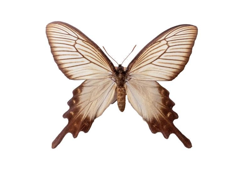 や*ん様 【外国産蝶標本】ゴライアストリバネアゲハ♂/インドネシア.セラム島産/ インドネシアセラム島産のゴライアストリバネアゲハのオスの標本の無料