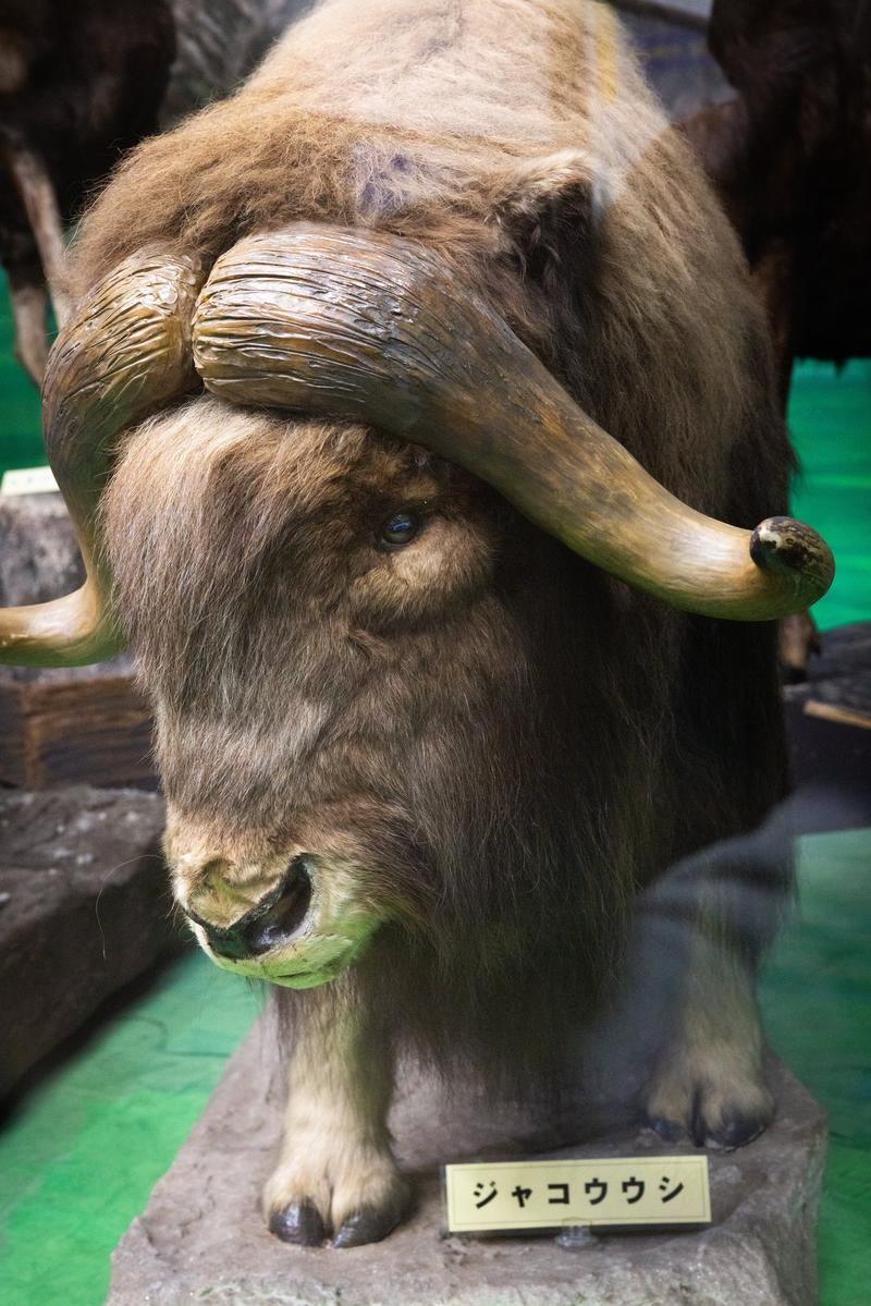 「ジャコウウシの剥製」の写真