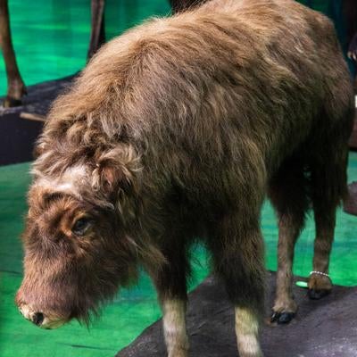 柔らかな毛並みが魅力のジャコウウシの子ども剥製の写真